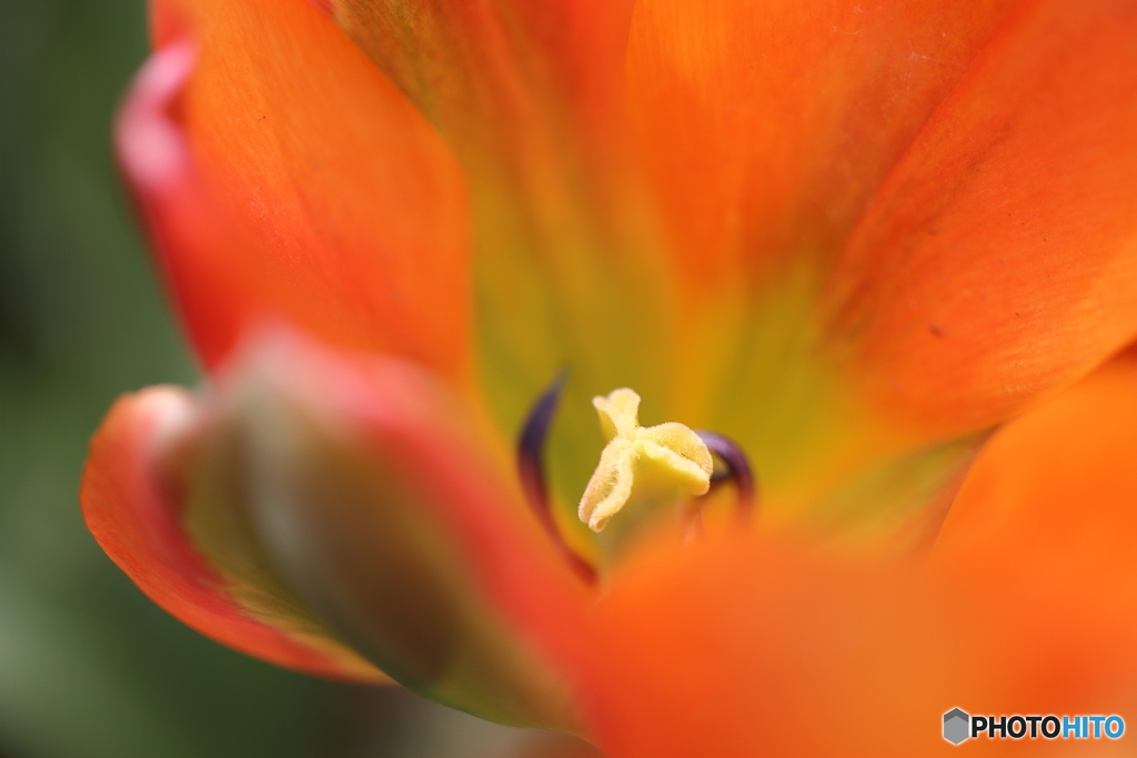 園の花