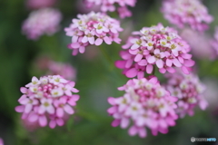 街の花