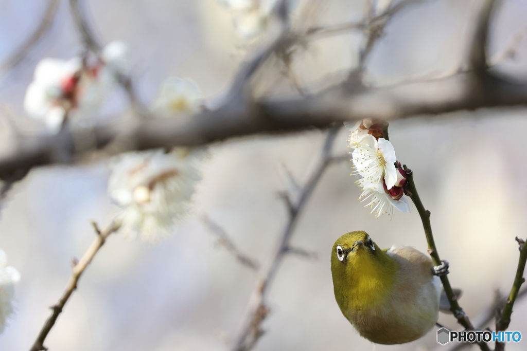 野鳥