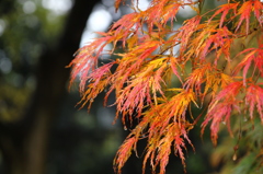 洋館と紅葉