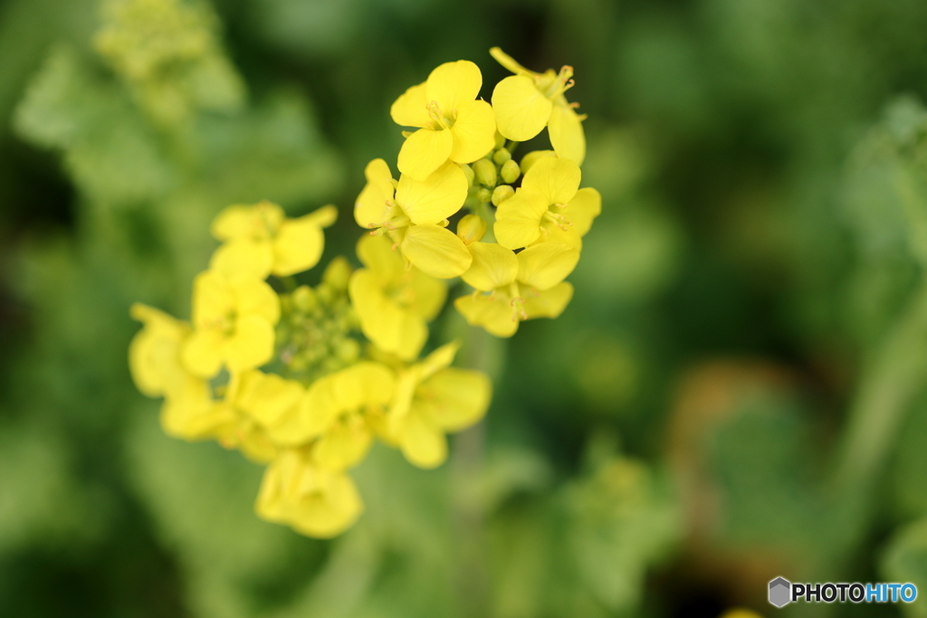 街の花