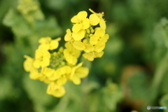 街の花