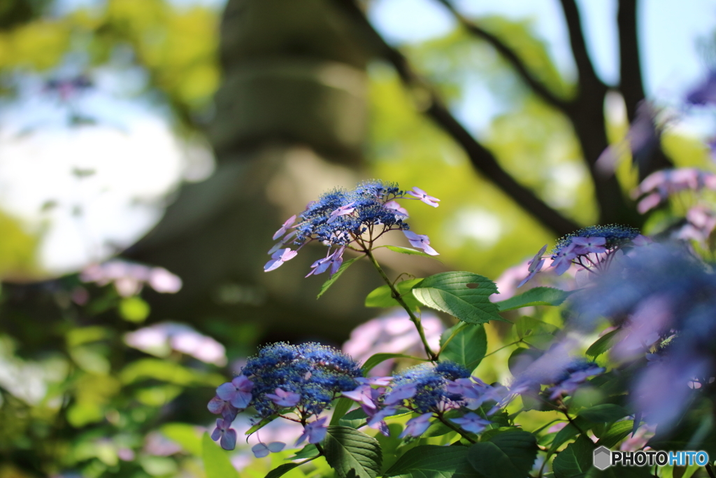 紫陽花
