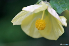街の花