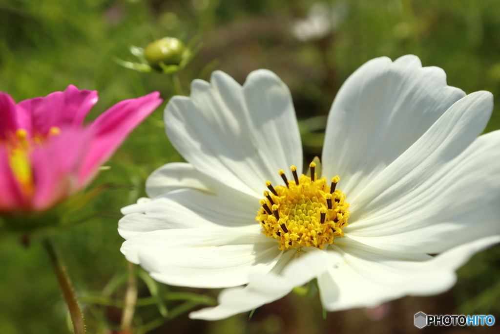 街の花