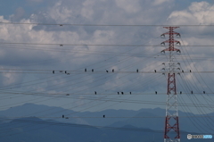 野鳥