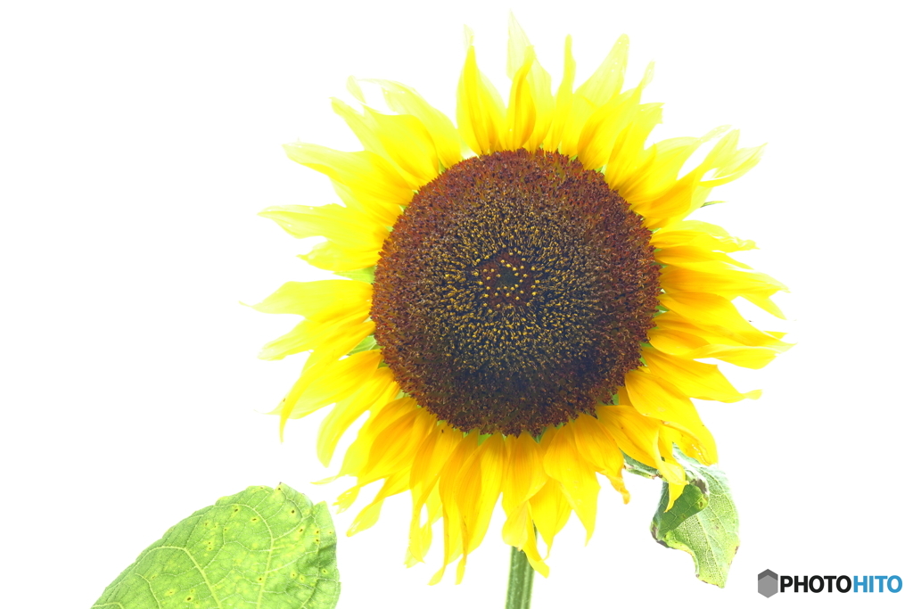街の花