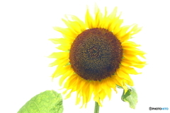 街の花