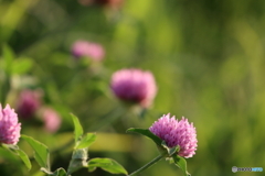 街の花