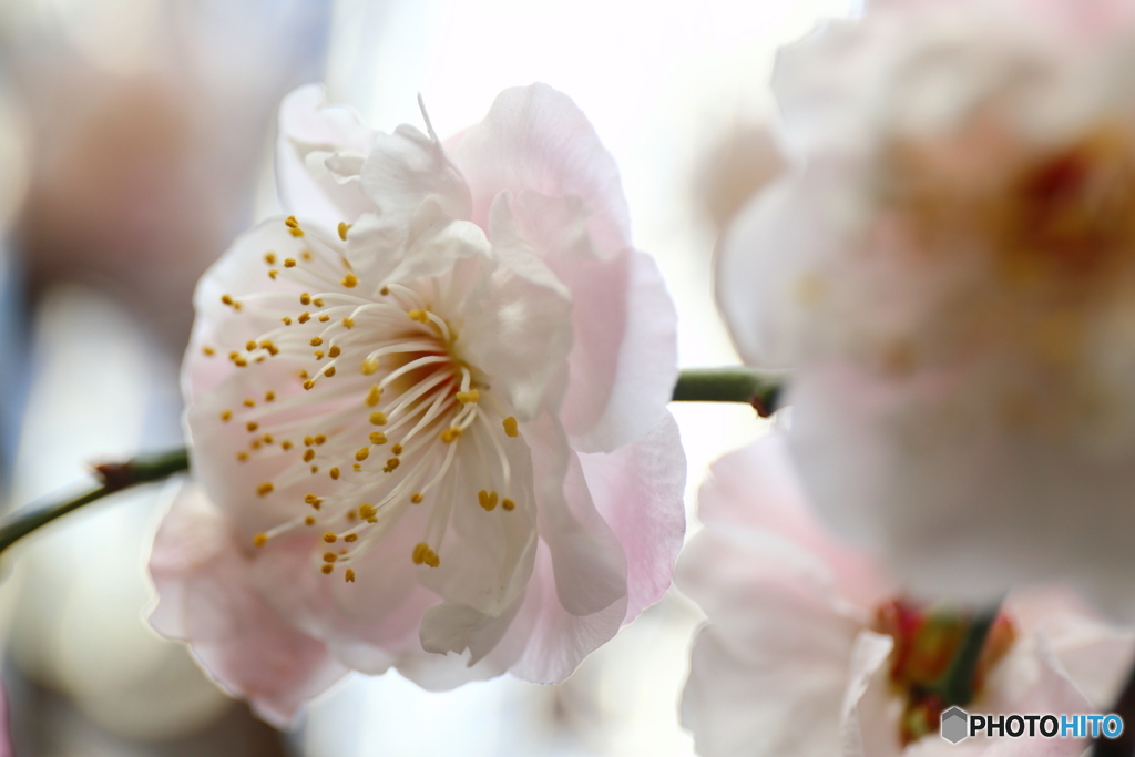 街の花