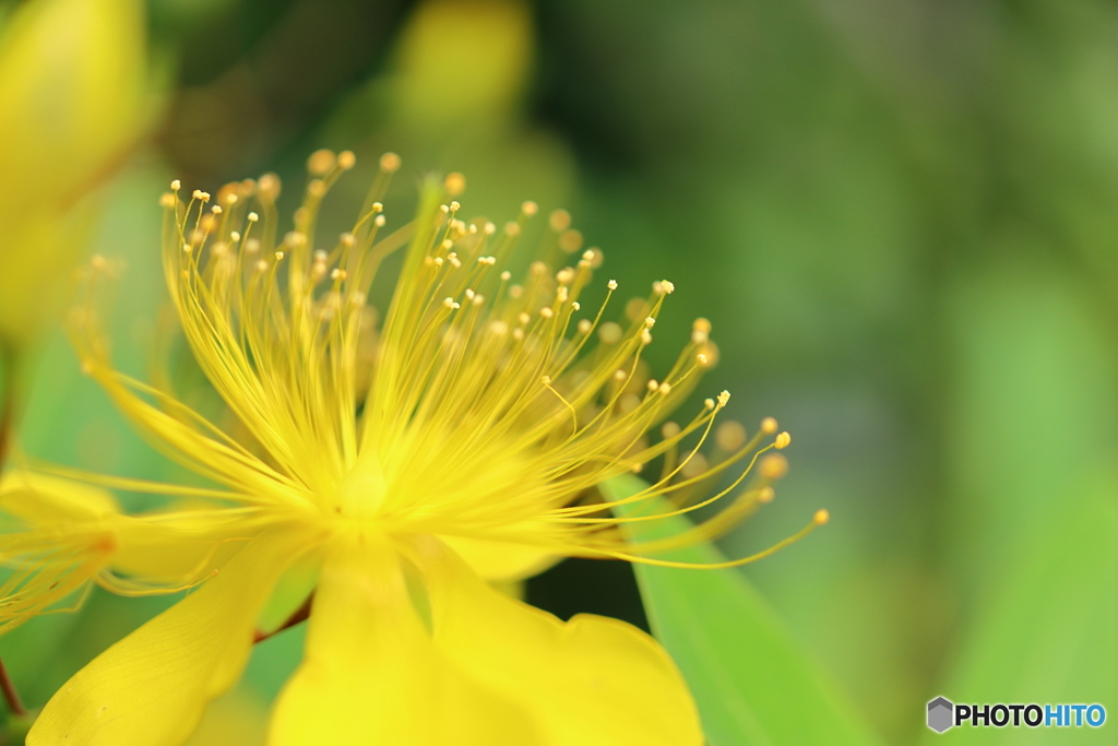 街の花
