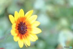 街の花