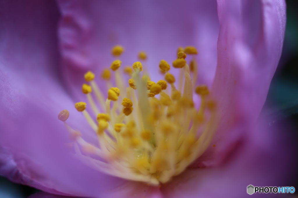 街の花