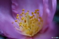 街の花