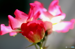 街の花