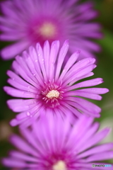 街の花