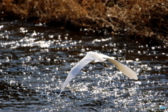 野鳥