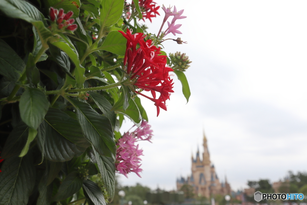 ディズニーリゾート