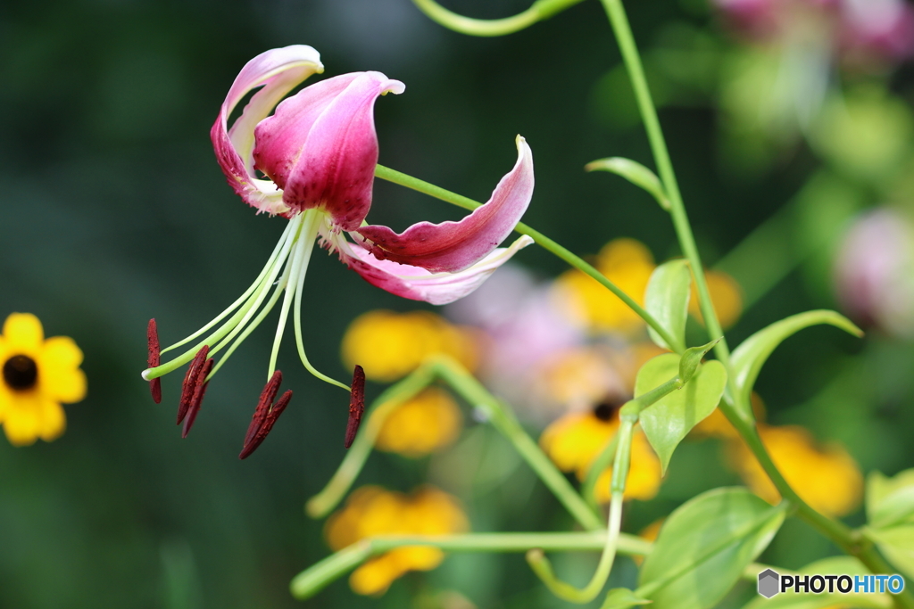 街の花