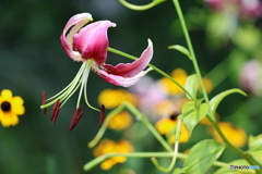 街の花