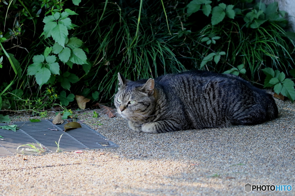 近所の巨漢猫・大関