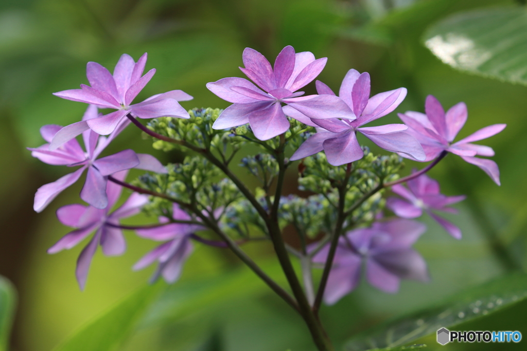 紫陽花