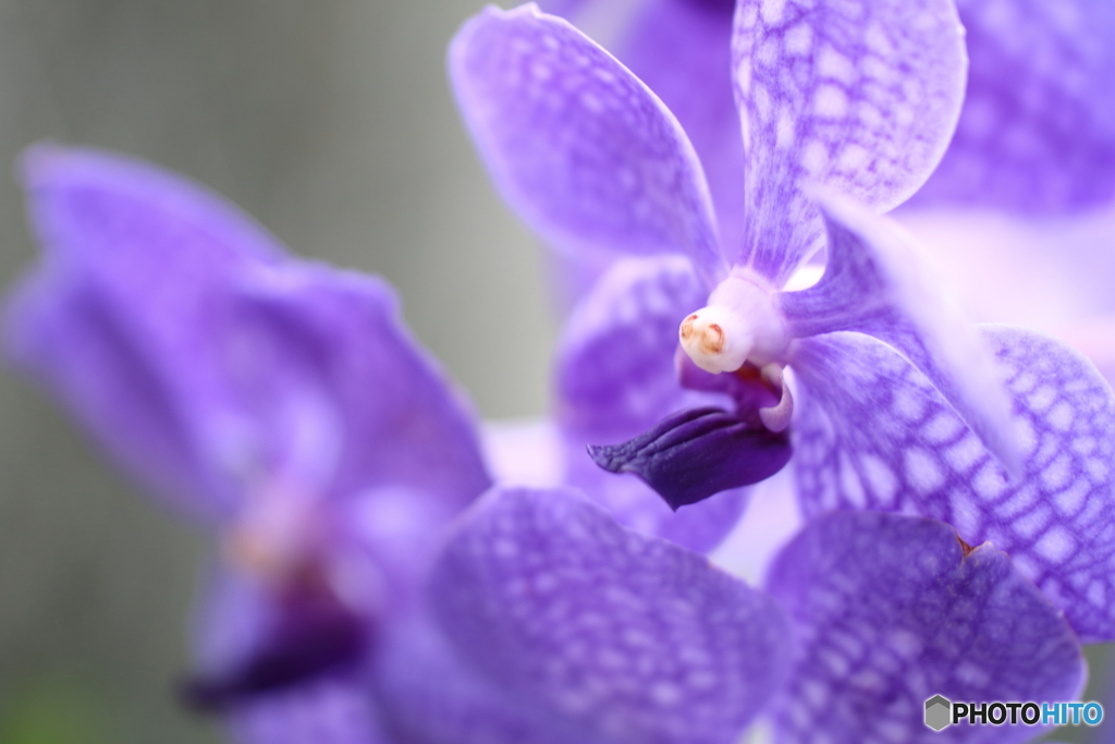 園の花