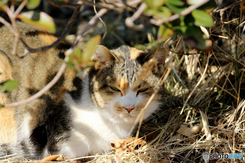 近所の大猫