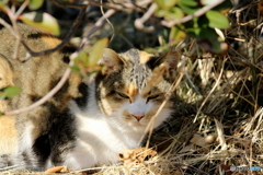 近所の大猫