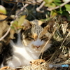 近所の大猫