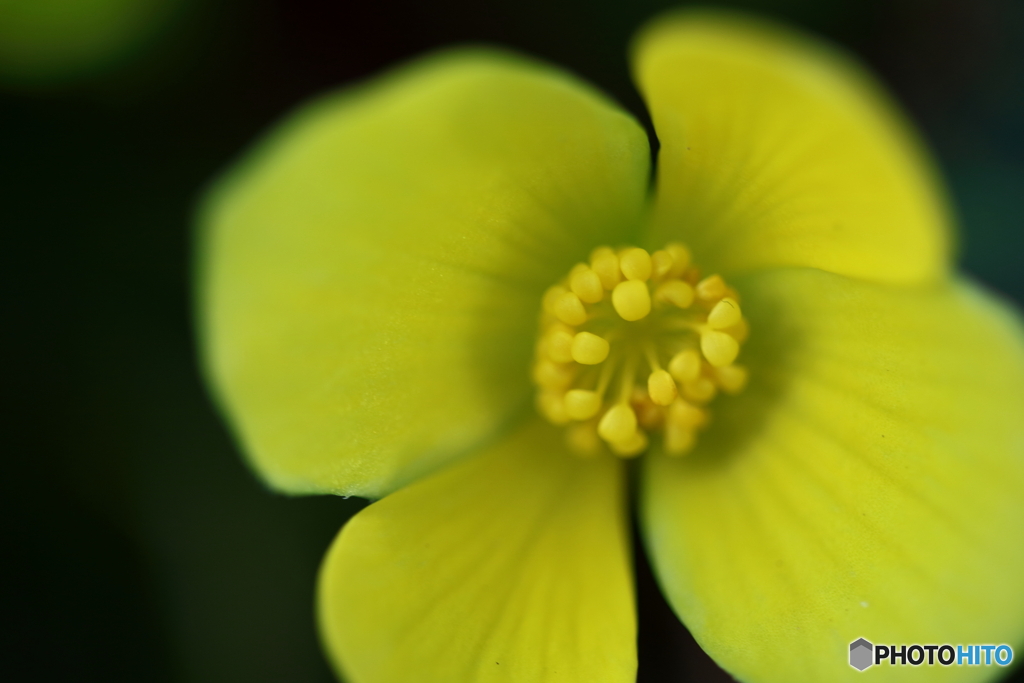 園の花