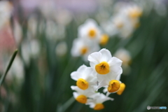 街の花