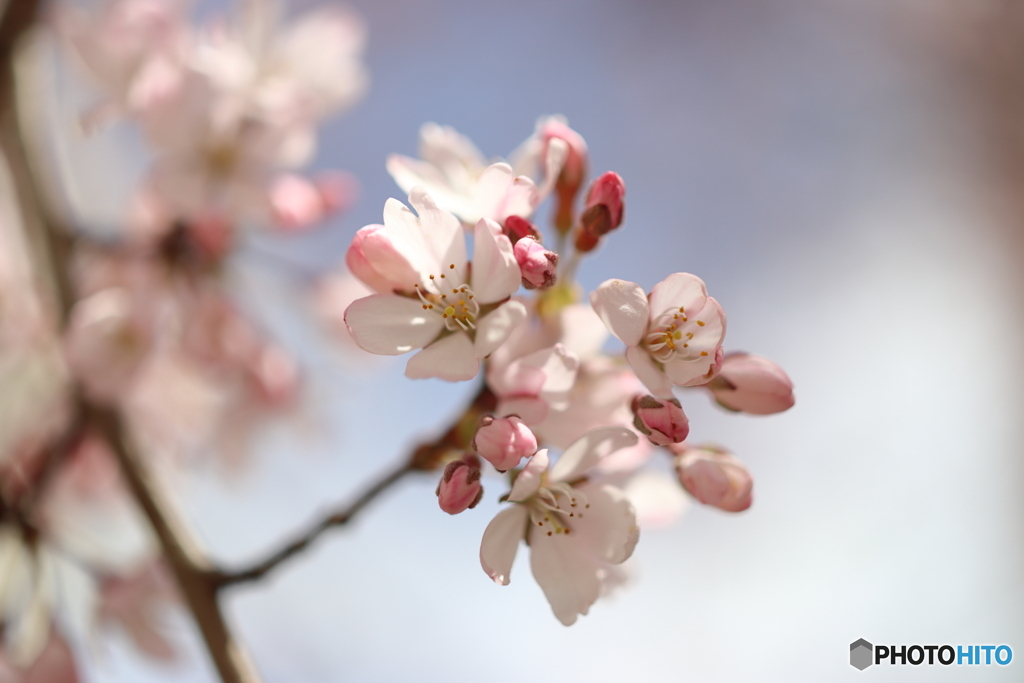 街の花