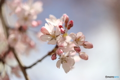 街の花