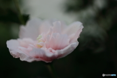 街の花