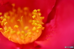街の花