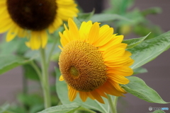 街の花