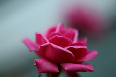 街の花