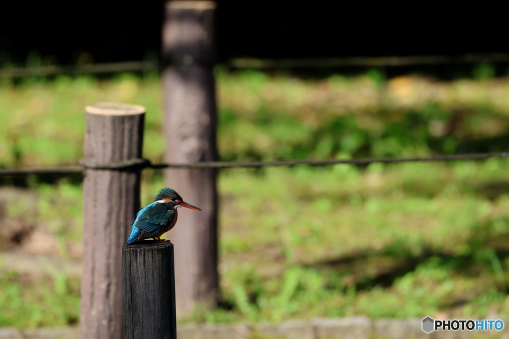 野鳥