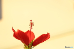 街の花