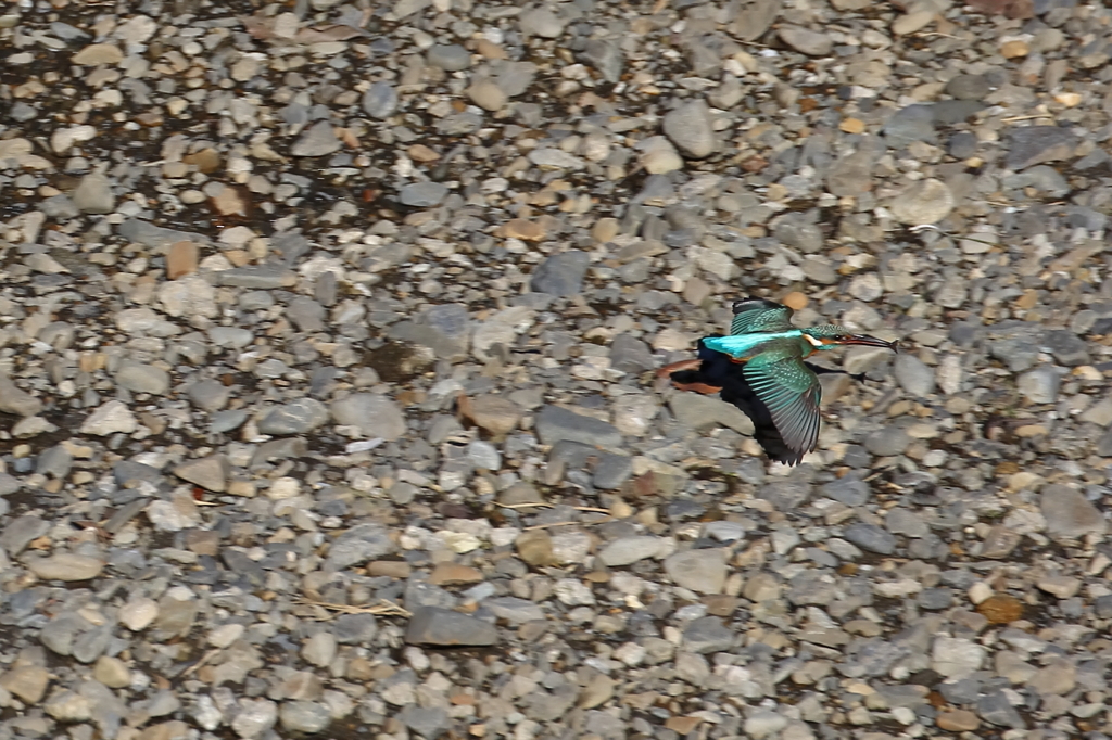 野鳥（大栗川）