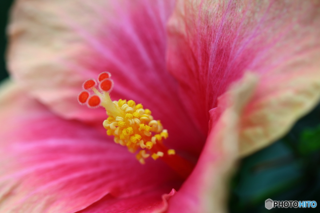 園の花