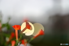 街の花