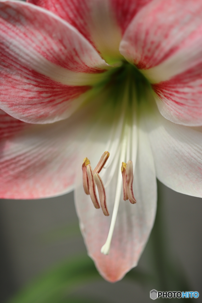街の花
