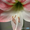 街の花