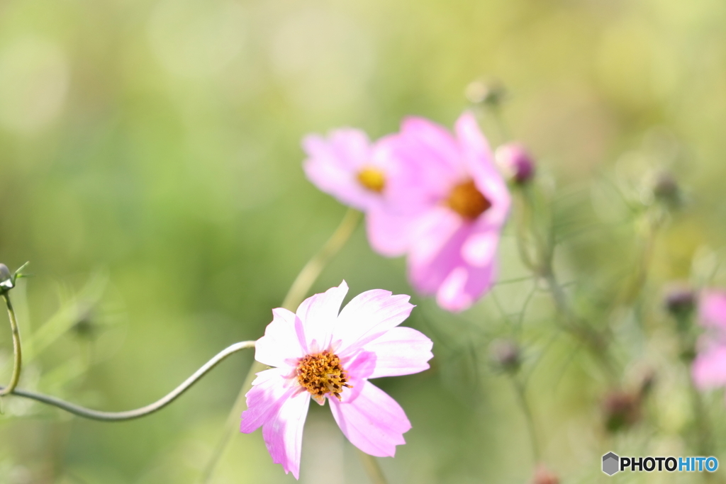 街の花
