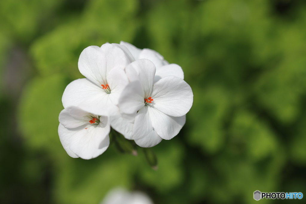街の花