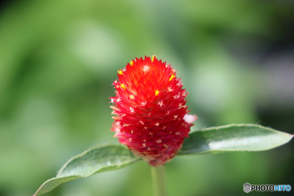 街の花
