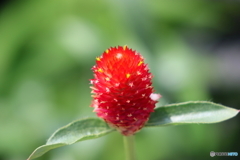 街の花