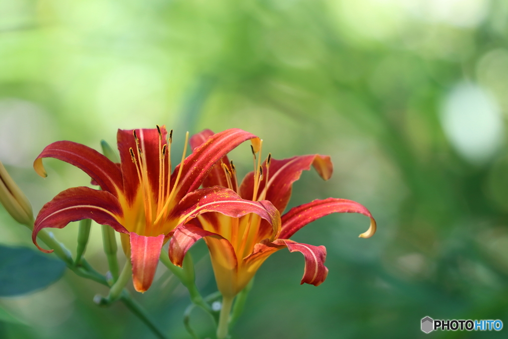 街の花